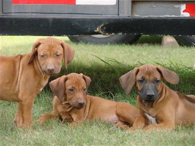 Rhodesian Ridgeback Puppies for Sale